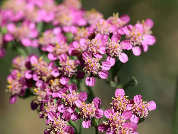 Pequeno Campo Flores Sol Verão Como Parte Natureza — Fotografia de Stock