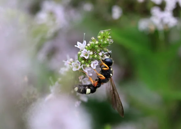 Large Wild Bee Beautiful Flower Peppermint — Stock Photo, Image