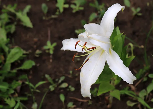 elegant neat flower of the daylily as an element of garden design