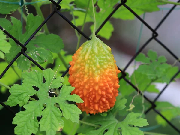 울타리 울타리의 과일의 오렌지 — 스톡 사진
