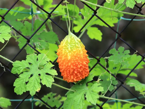 울타리 울타리의 과일의 오렌지 — 스톡 사진