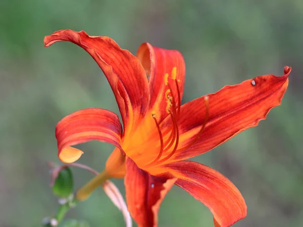 Κρίνος Όμορφο Λουλούδι Στον Κήπο Μια Προαστιακή — Φωτογραφία Αρχείου