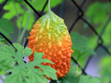 momordica ve metal çit çit tropikal meyve parlak turuncu olgunlaşmış meyve