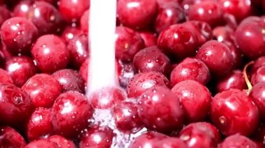 akan suyun içinde olgun taze kiraz hasat