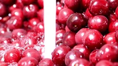 akan suyun içinde olgun taze kiraz hasat