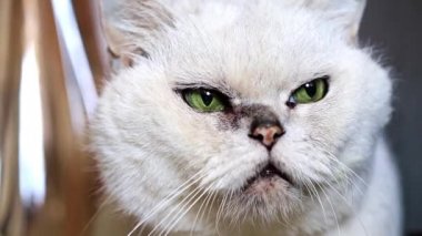 gri safkan yetişkin kedi seyir özenli dinlenme