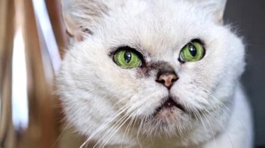 gri safkan yetişkin kedi seyir özenli dinlenme