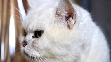 gri safkan yetişkin kedi seyir özenli dinlenme