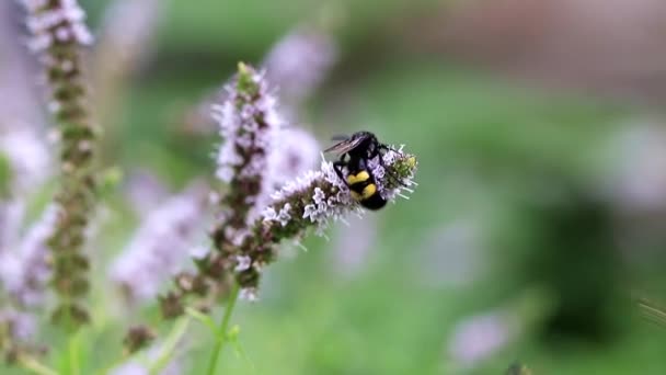 Μια Μεγάλη Μέλισσα Συλλέγει Νέκταρ Από Άνθη Της Μέντας — Αρχείο Βίντεο