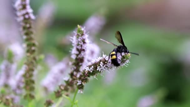 大きな蜂がミントの花から蜜を収集します — ストック動画