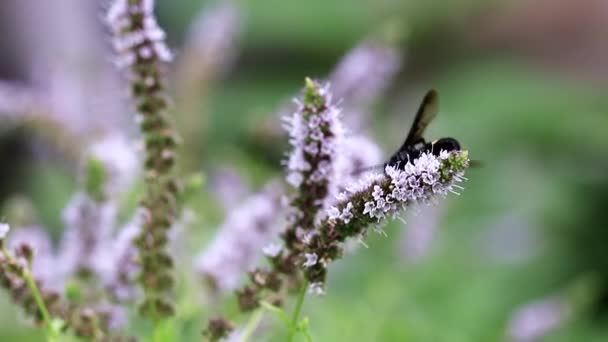 Een Grote Bijen Verzamelt Nectar Uit Bloemen Van Munt — Stockvideo