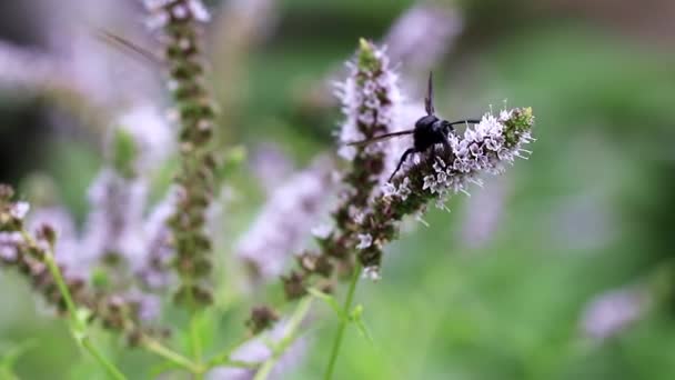 Una Abeja Grande Recoge Néctar Las Flores Menta — Vídeos de Stock