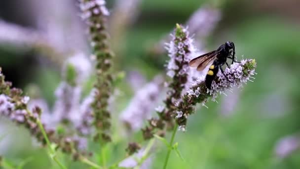 Een Grote Bijen Verzamelt Nectar Uit Bloemen Van Munt — Stockvideo