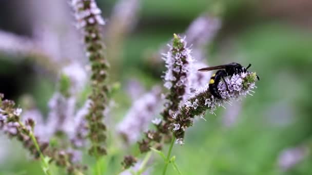 一只大蜜蜂从薄荷花中采集花蜜 — 图库视频影像