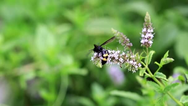 Eine Große Biene Sammelt Nektar Aus Minzblüten — Stockvideo