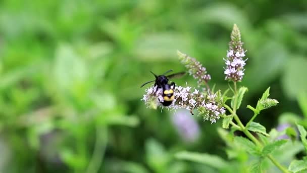 Velká Včela Sbírá Nektar Květů Máty — Stock video