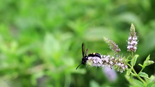 Een Grote Bijen Verzamelt Nectar Uit Bloemen Van Munt — Stockvideo