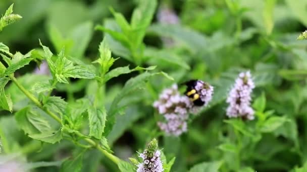 Велика Бджола Збирає Нектар Квітів Яти — стокове відео
