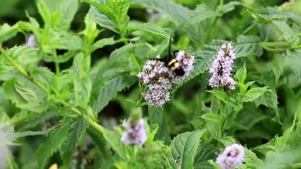 Een Grote Bijen Verzamelt Nectar Uit Bloemen Van Munt — Stockvideo