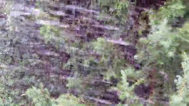 arrosage du genévrier de jardin avec un puissant jet d'eau 