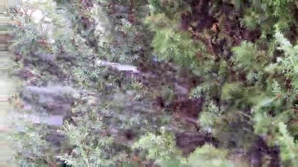 Menyiram Taman Juniper Dengan Jet Air Yang Kuat — Stok Video