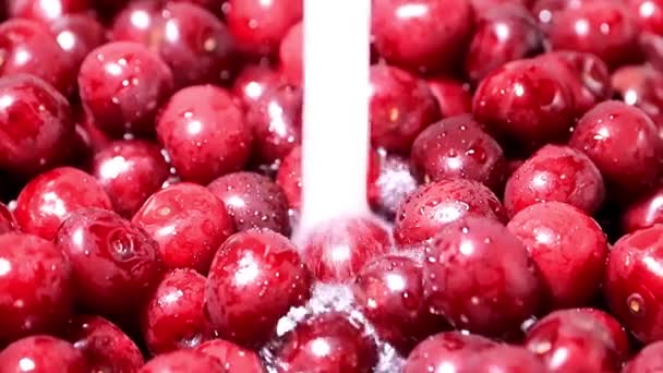 Érett Friss Cseresznye Meggy Vezetékes Víz Betakarítás — Stock videók