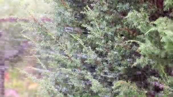 Watering Garden Juniper Powerful Jet Water — Stock Video