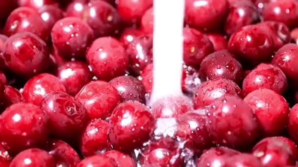 Cosecha Cerezas Frescas Maduras Agua Corriente — Vídeos de Stock