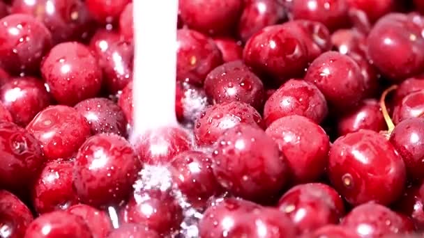 Harvest Ripe Fresh Cherries Running Water — Stock Video