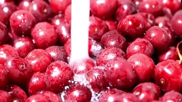 Harvest Ripe Fresh Cherries Running Water — Stock Video