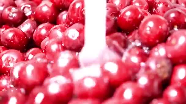 Érett Friss Cseresznye Meggy Vezetékes Víz Betakarítás — Stock videók