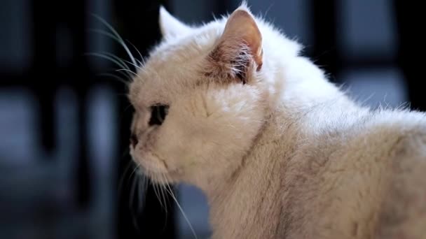 Przepiękny Rasowy Kot Porusza Się Mieszkaniu — Wideo stockowe
