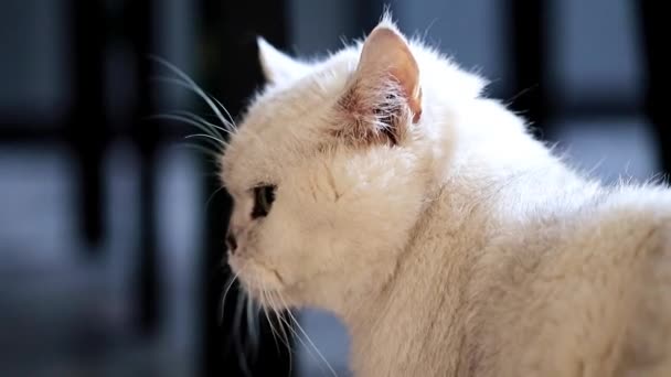 Lindo Puro Sangue Gato Move Torno Apartamento — Vídeo de Stock