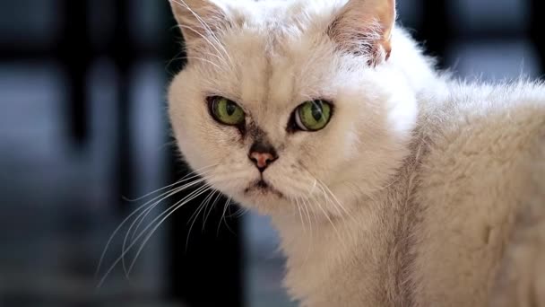 Lindo Puro Sangue Gato Move Torno Apartamento — Vídeo de Stock