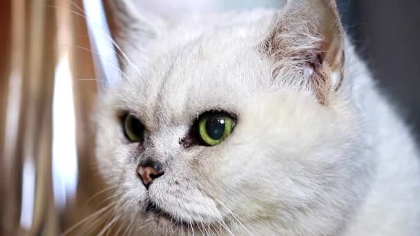 Στηργμένος Προσεκτικό Ψάχνει Γκρι Καθαρόαιμο Ενήλικη Γάτα — Αρχείο Βίντεο