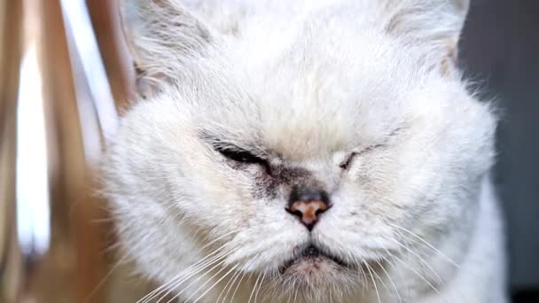 Στηργμένος Προσεκτικό Ψάχνει Γκρι Καθαρόαιμο Ενήλικη Γάτα — Αρχείο Βίντεο