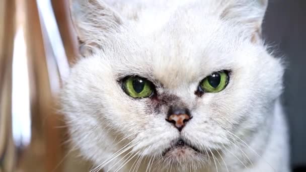 Aufmerksam Schauende Graue Vollblut Katze — Stockvideo