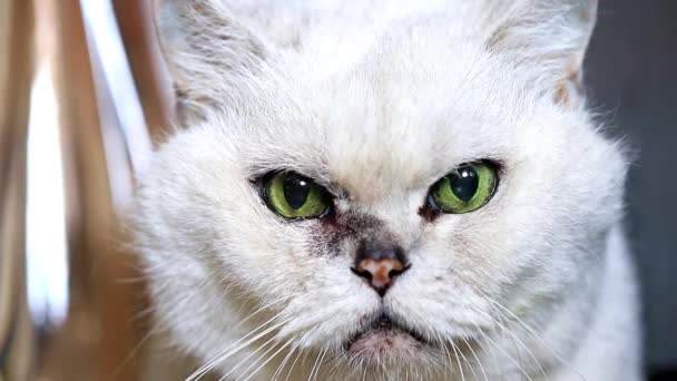 Descansando Atento Buscando Gris Pura Sangre Adulto Gato — Vídeo de stock