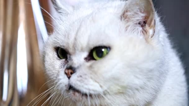 Aufmerksam Schauende Graue Vollblut Katze — Stockvideo