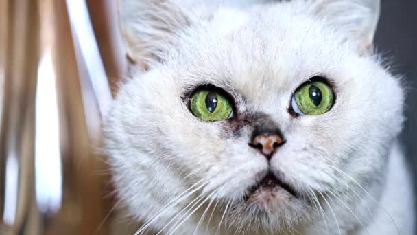 Descansando Atento Olhando Cinza Puro Sangue Adulto Gato — Vídeo de Stock