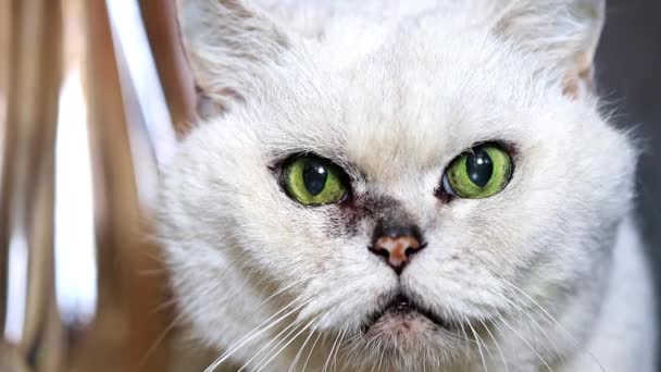 Descansando Atento Buscando Gris Pura Sangre Adulto Gato — Vídeo de stock