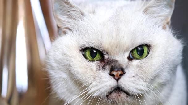 Descansando Atento Buscando Gris Pura Sangre Adulto Gato — Vídeo de stock