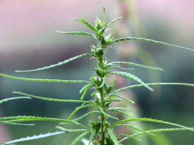 Taze yaprakları ve içinde alan kenevir çiçek tomurcukları