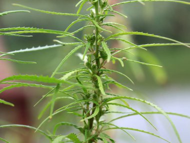 Taze yaprakları ve içinde alan kenevir çiçek tomurcukları