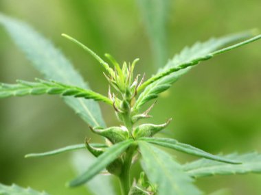 Taze yaprakları ve içinde alan kenevir çiçek tomurcukları