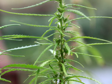 Taze yaprakları ve içinde alan kenevir çiçek tomurcukları