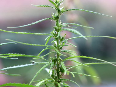 Taze yaprakları ve içinde alan kenevir çiçek tomurcukları