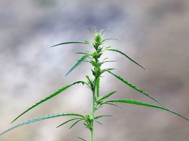 Taze yaprakları ve içinde alan kenevir çiçek tomurcukları