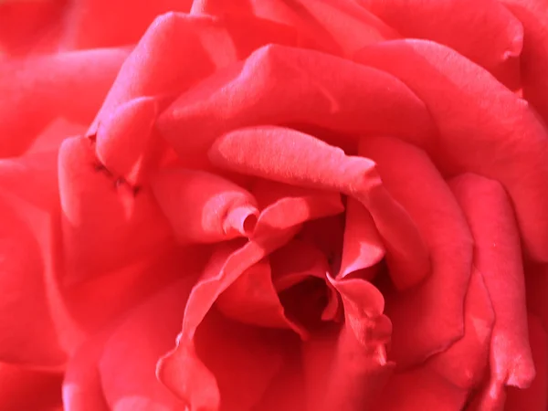 美丽的猩红优美的花园玫瑰作为装饰 — 图库照片