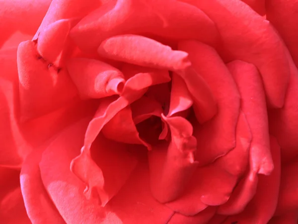 Hermoso Jardín Escarlata Elegante Flor Rosa Como Decoración —  Fotos de Stock